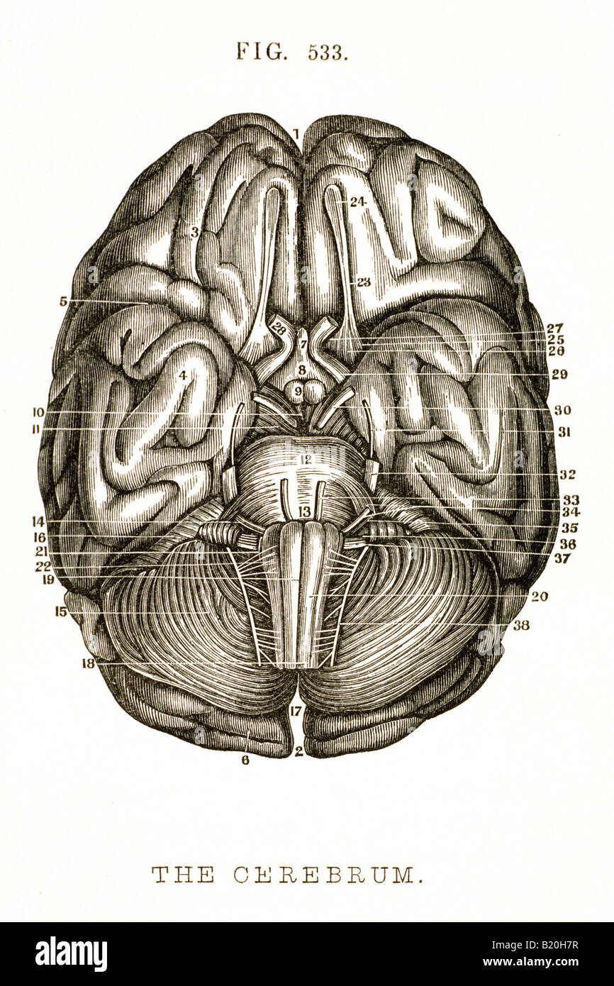 Immagine base del cervello e del cervelletto Foto Stock