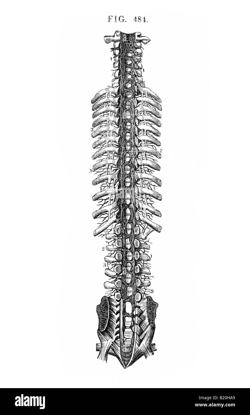 Illustrazione dei seni vertebrali canale spinale Foto Stock