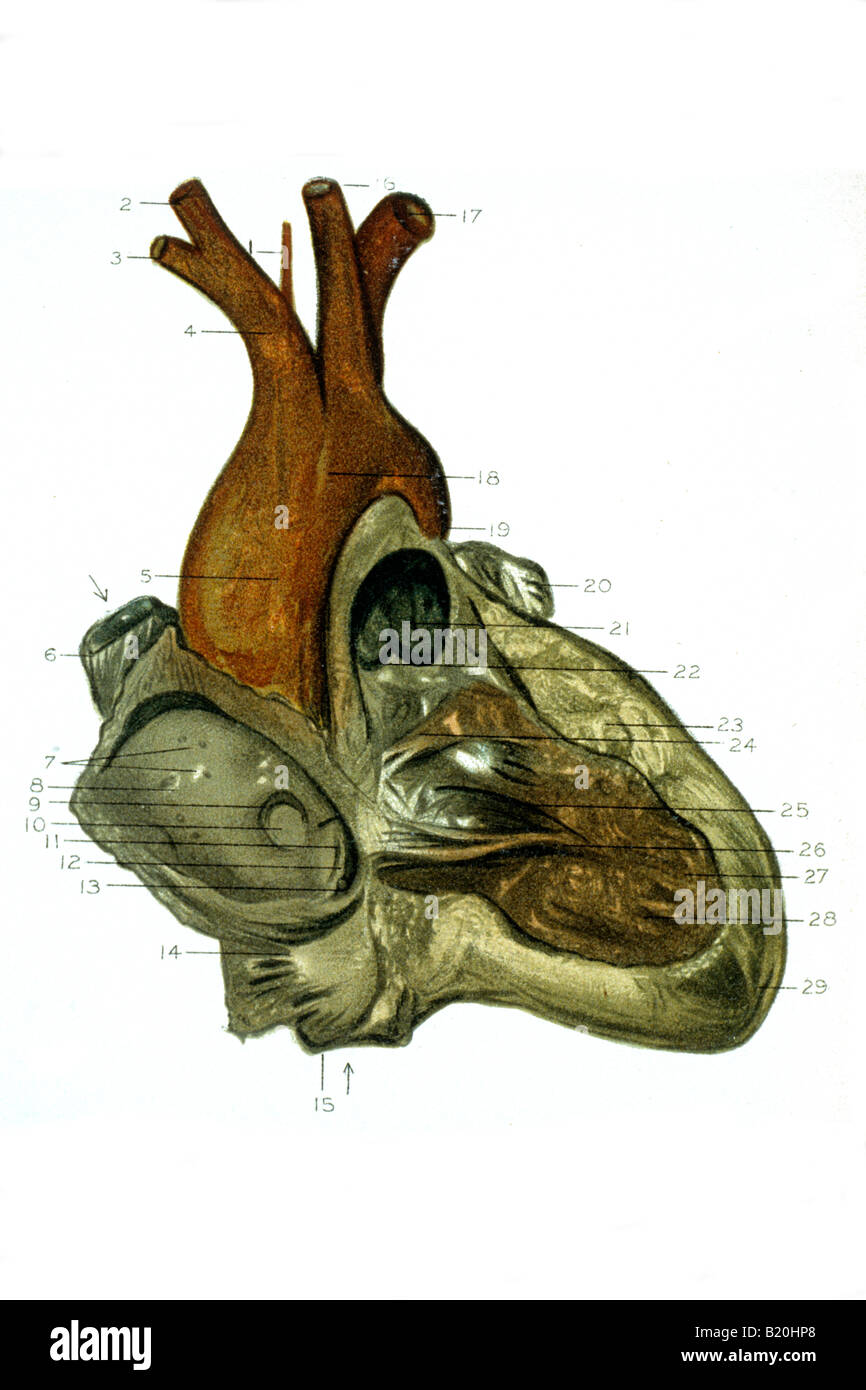 Illustrazione destra oreillette ventricolo del cuore Foto Stock