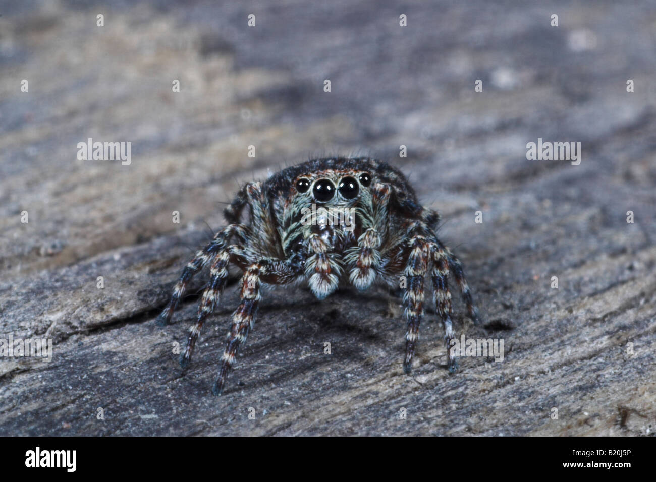 Primo piano sulla vista di un ragno che salta. West Midlands. REGNO UNITO Foto Stock