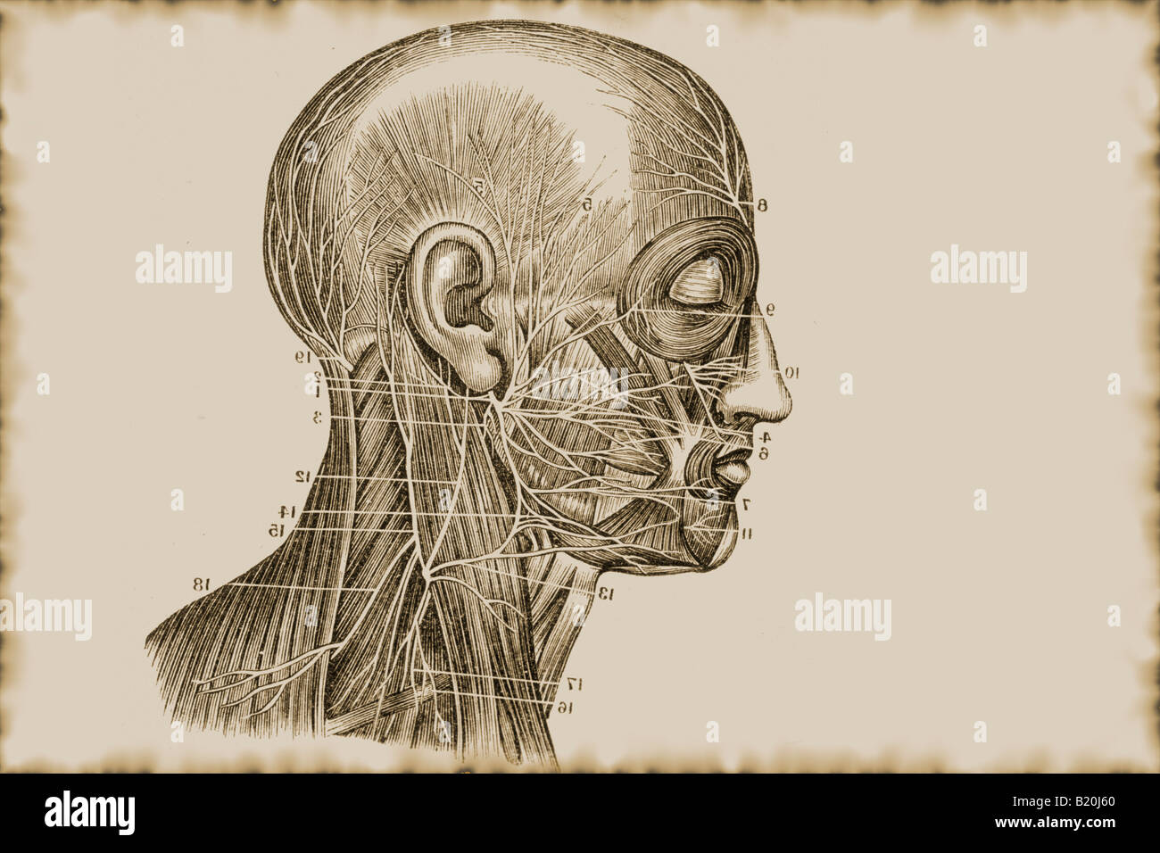 ILLUS nervo facciale rami del plesso cervicale Foto Stock