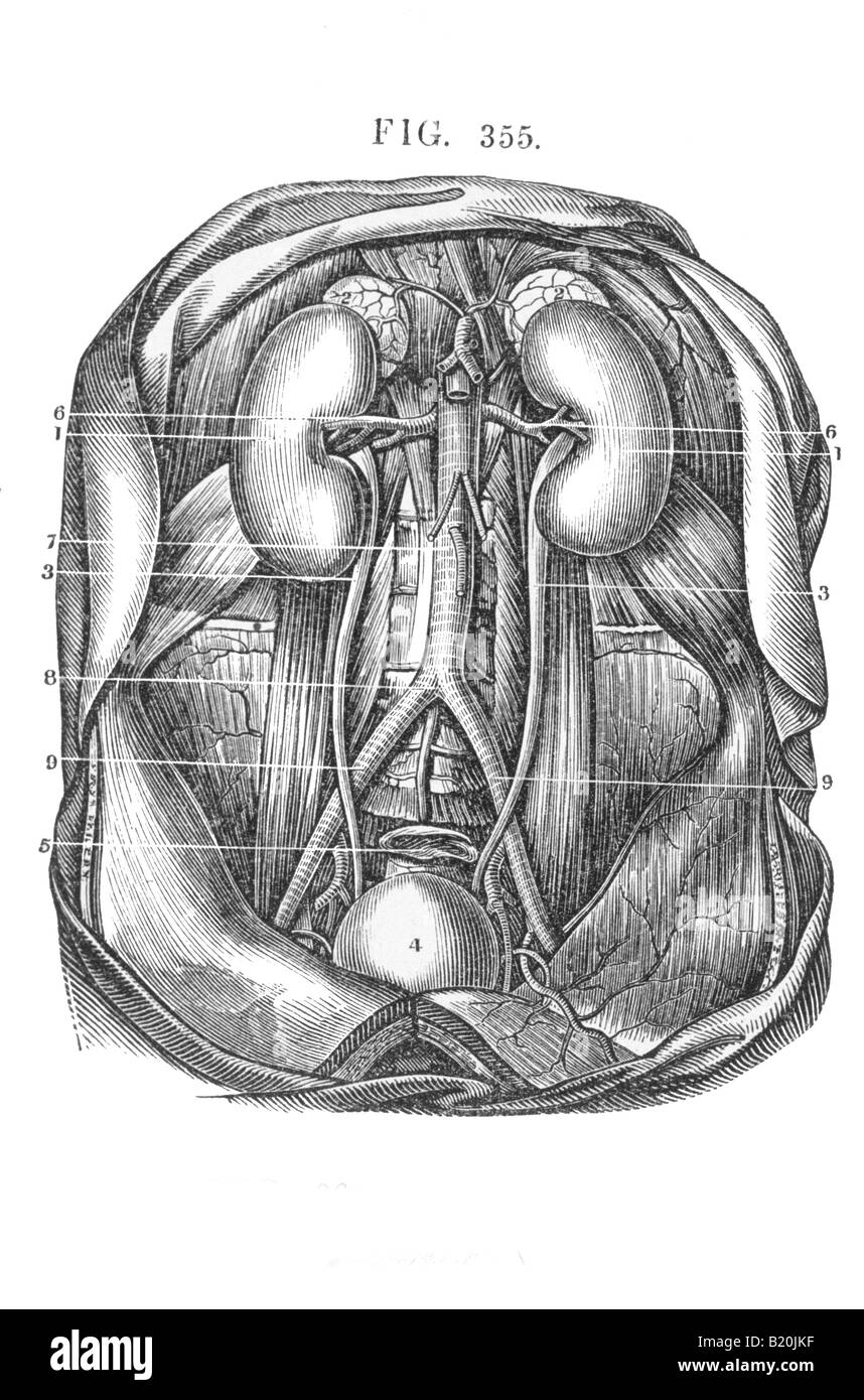 Illustrazione del sistema urinario reni vescica Foto Stock