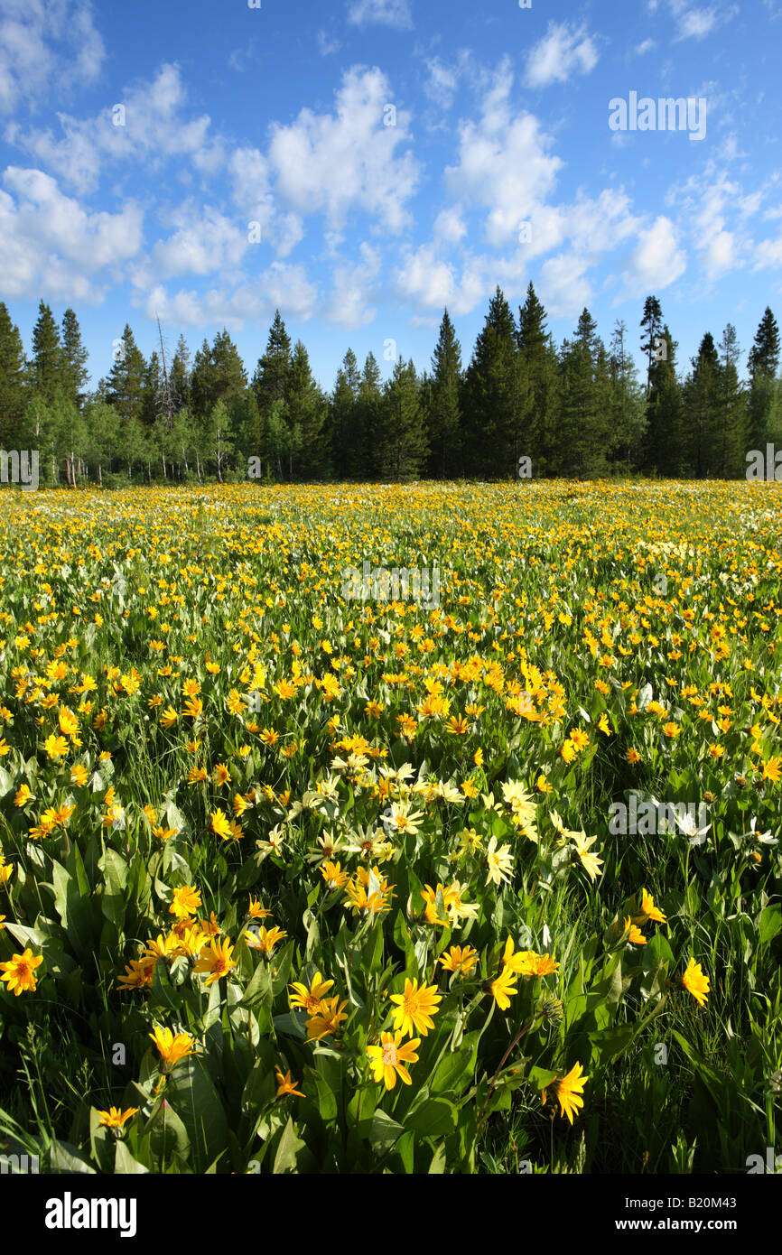Campo di coloratissimi Arrowleaf balsamroot fiori selvatici in Targhee National Forest Idaho Foto Stock