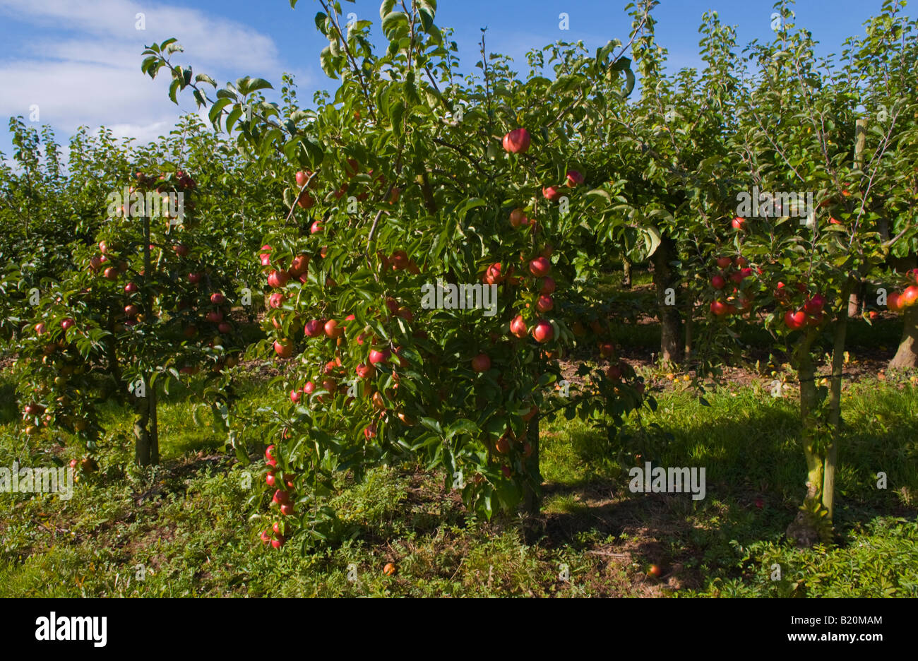 Le mele rosse crescono su frutta agriturismo vicino a Abergavenny Monmouthshire South Wales UK UE Foto Stock