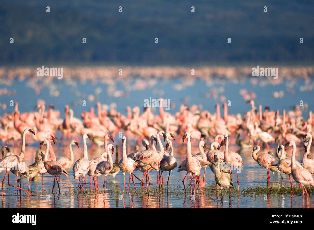 Grande Flamingo, Kenya, Africa Foto Stock