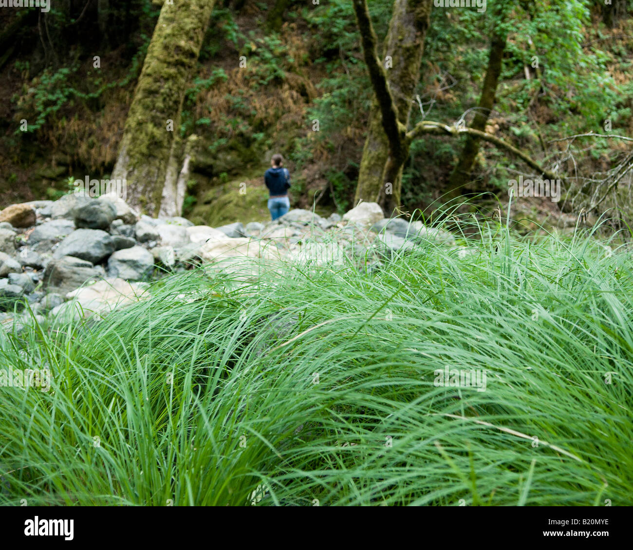 Una giovane donna in piedi in un California redwood foresta valle di Sonoma Foto Stock