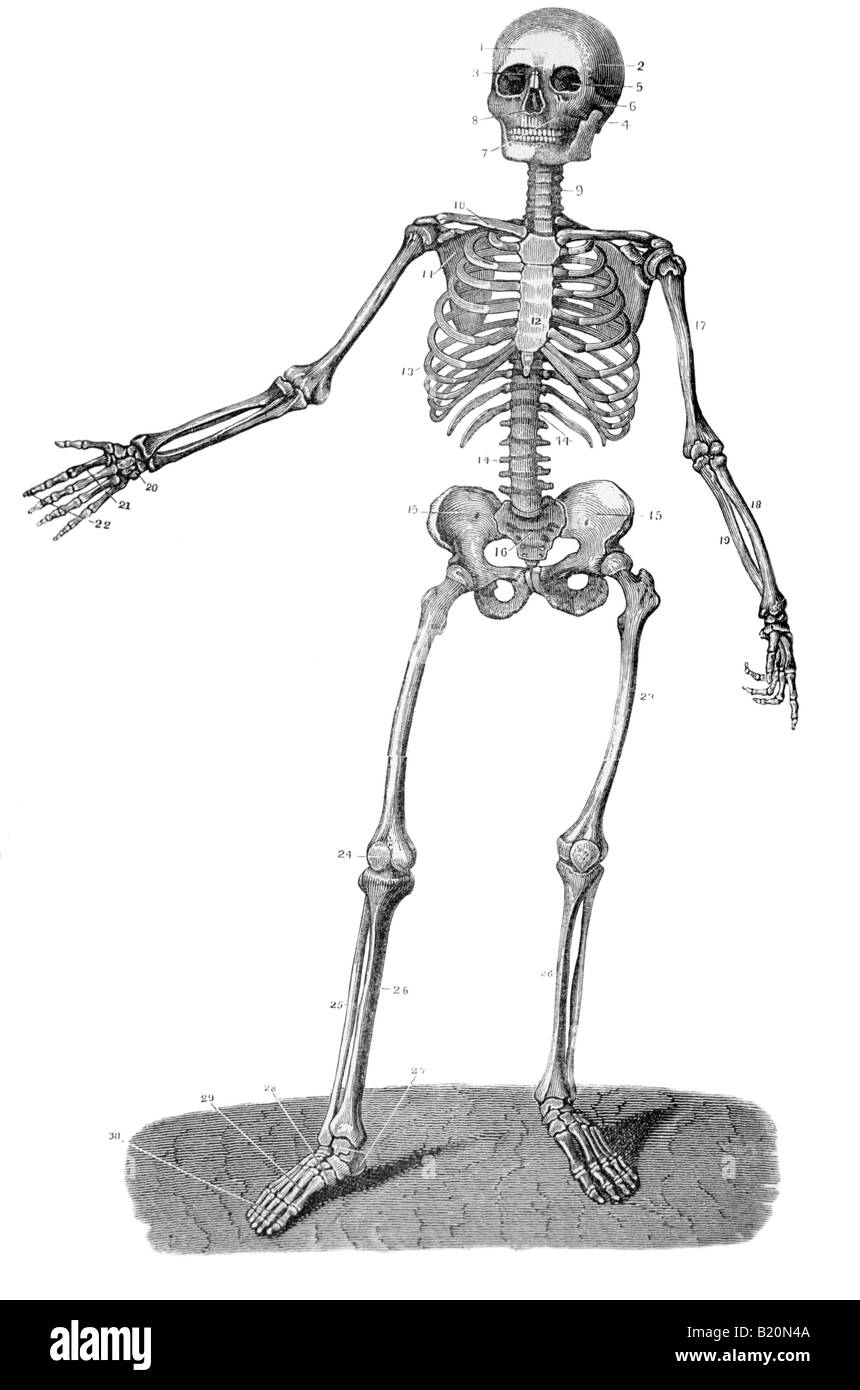 Illustrazione adulto scheletro umano VISTA FRONTALE Foto Stock