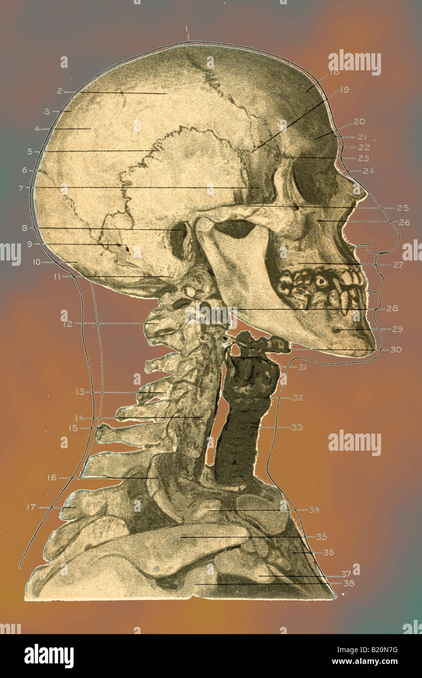 Illustrazione dello scheletro faccia DELLA TESTA E DEL COLLO Foto Stock