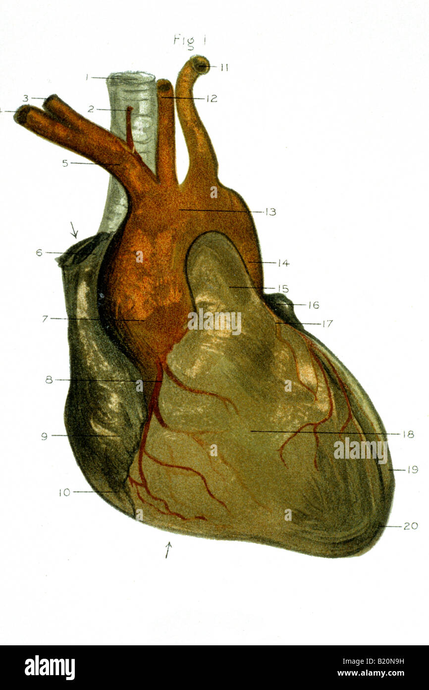 Illustrazione vista anteriore del cuore e dei grandi vasi Foto Stock