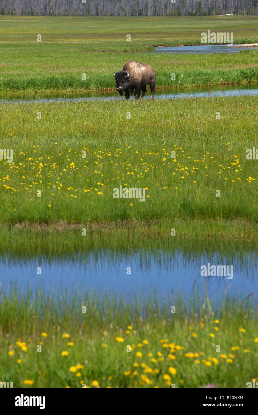 Bison in campo vicino Madison il Parco Nazionale di Yellowstone Foto Stock