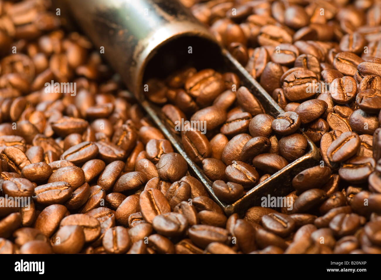 ILLINOIS Riverwoods Dark chicchi di caffè tostati immediatamente dopo la lavorazione a macchina di torrefazione attrezzo metallico per il campionamento di fagioli Foto Stock