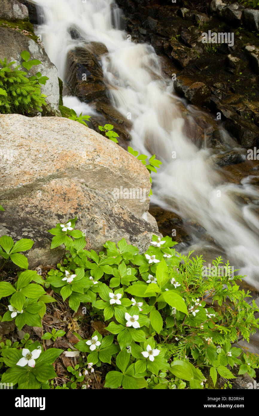 Bunchberries bloom accanto a grosse scivolo (Big Falls) in l'Anse St. Jean nel fiume Saguenay Valley. Quebec, Canada. Foto Stock