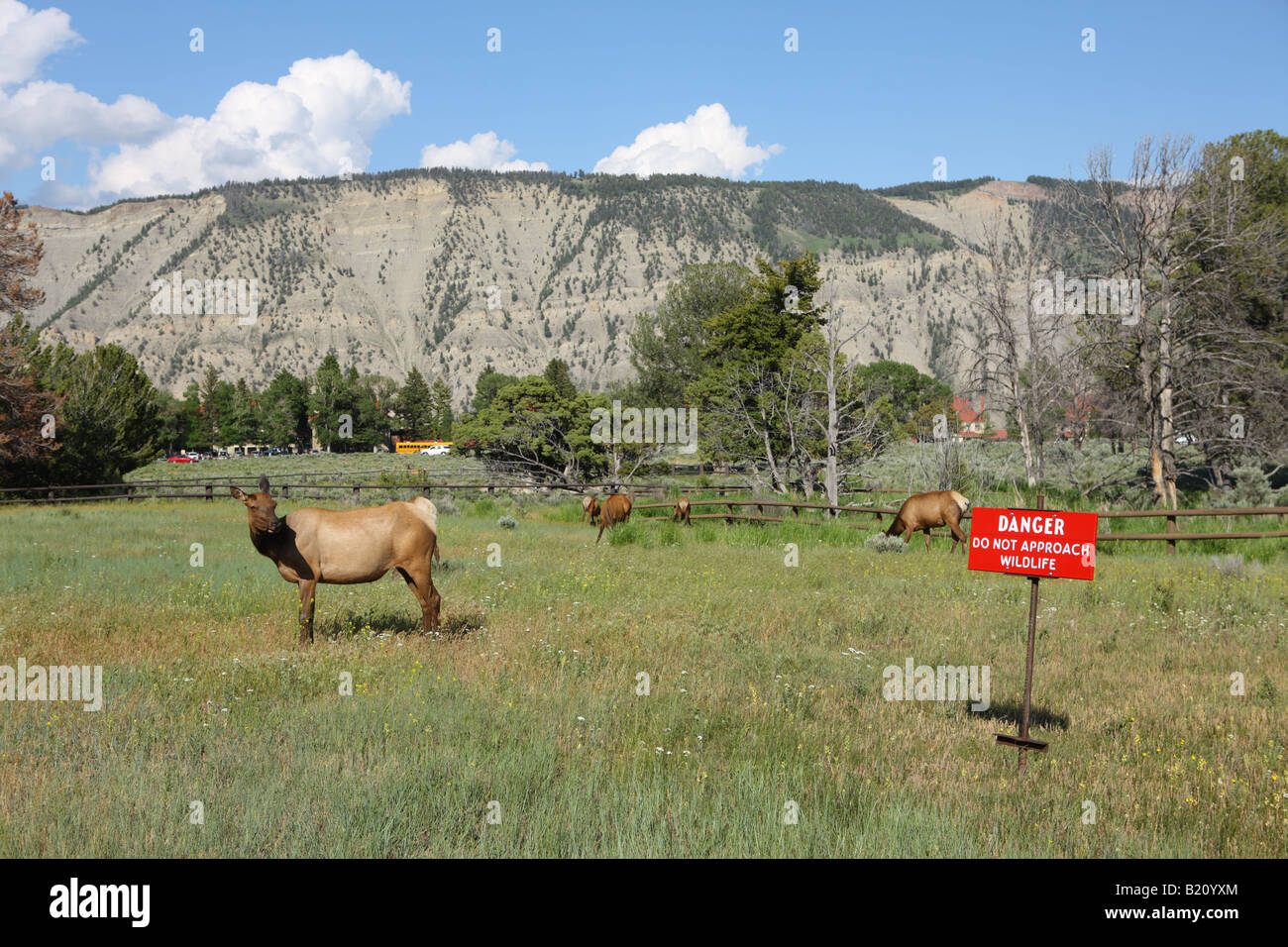 Un elk guarda un cartello che recita il pericolo non avvicinarsi alla fauna selvatica di Mammoth Hot Springs Yellowstone National Park Wyoming USA Foto Stock