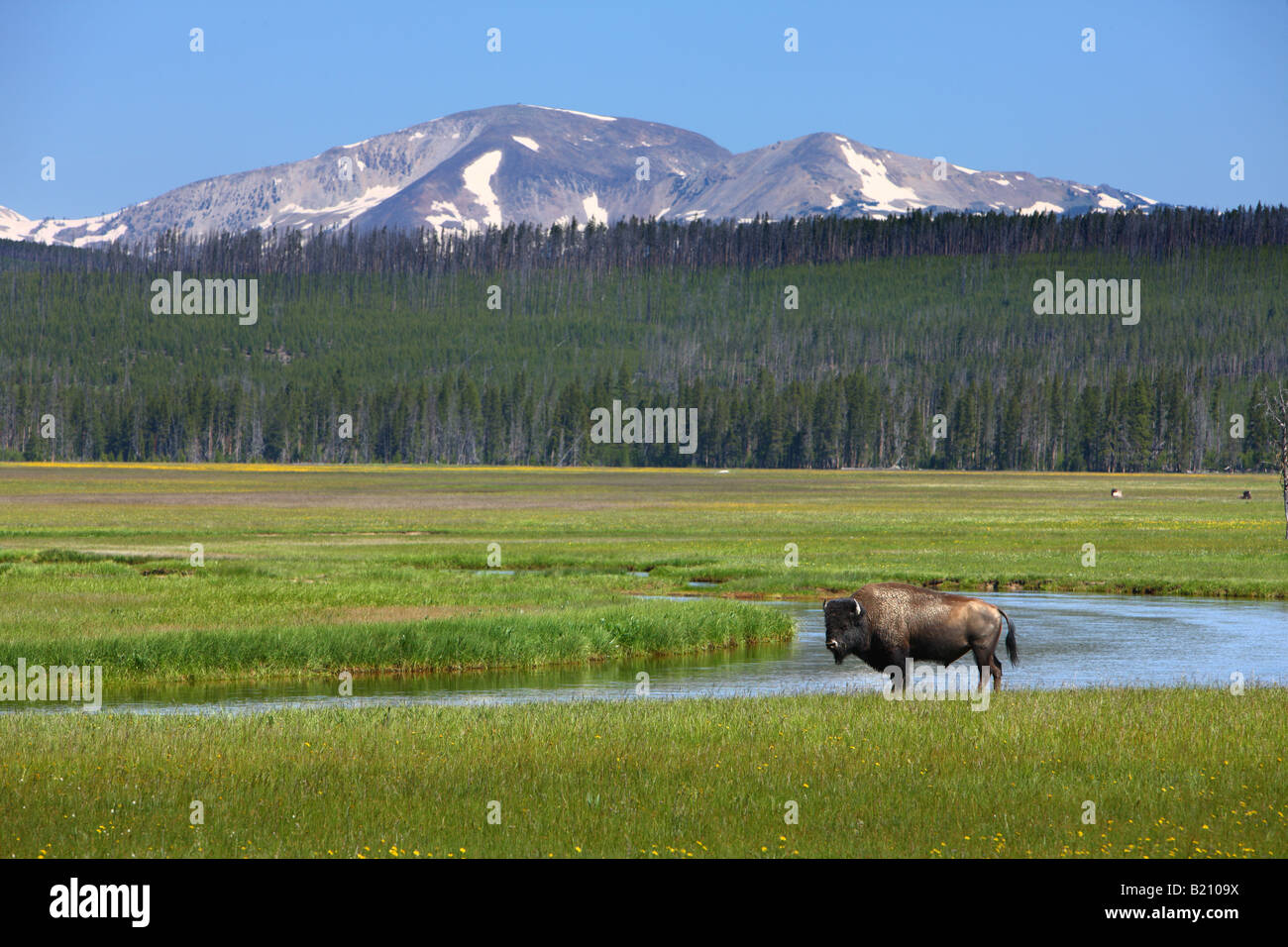 Bison in campo vicino Madison il Parco Nazionale di Yellowstone Foto Stock