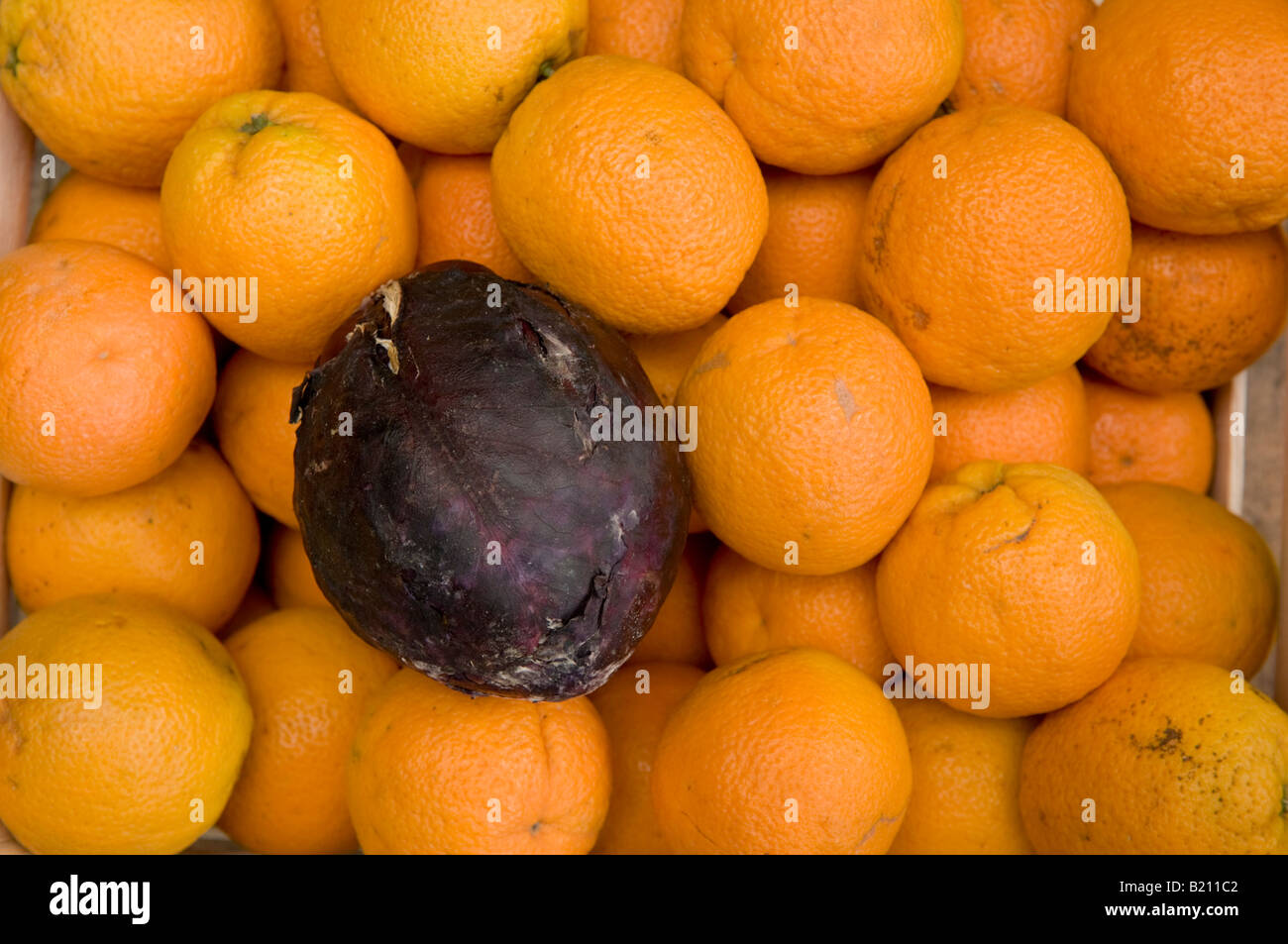Alimenti biologici in vendita - cavolo rosso fuori luogo in una pila di arance Foto Stock