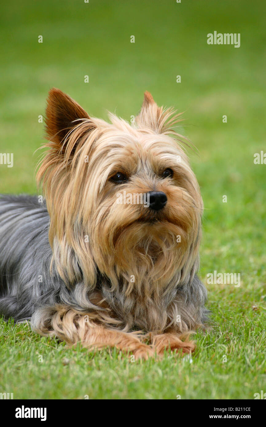 Yorkshire Terrier Foto Stock