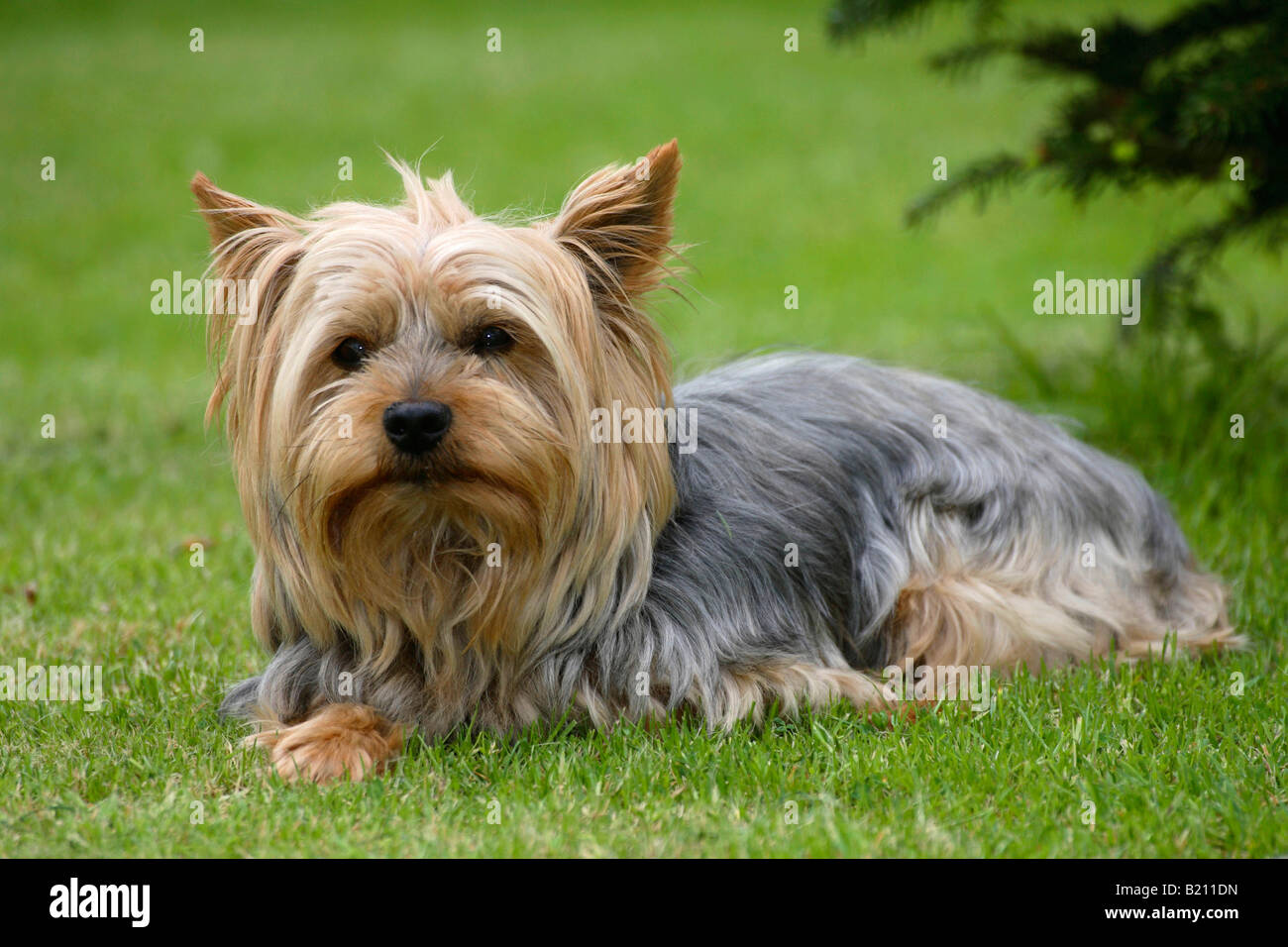 Yorkshire Terrier Foto Stock