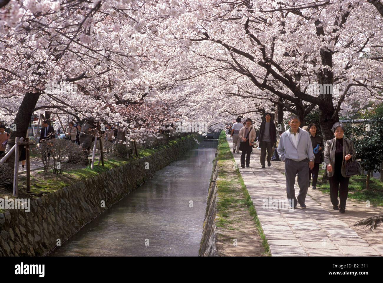 Un giovane passeggiare sotto la fioritura dei ciliegi lungo il famoso Sentiero dei Filosofi in Kyoto Foto Stock