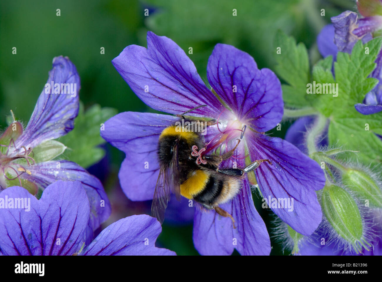 Close-up di Prato cranesbill essendo impollinata da un Bumble Bee. Foto Stock