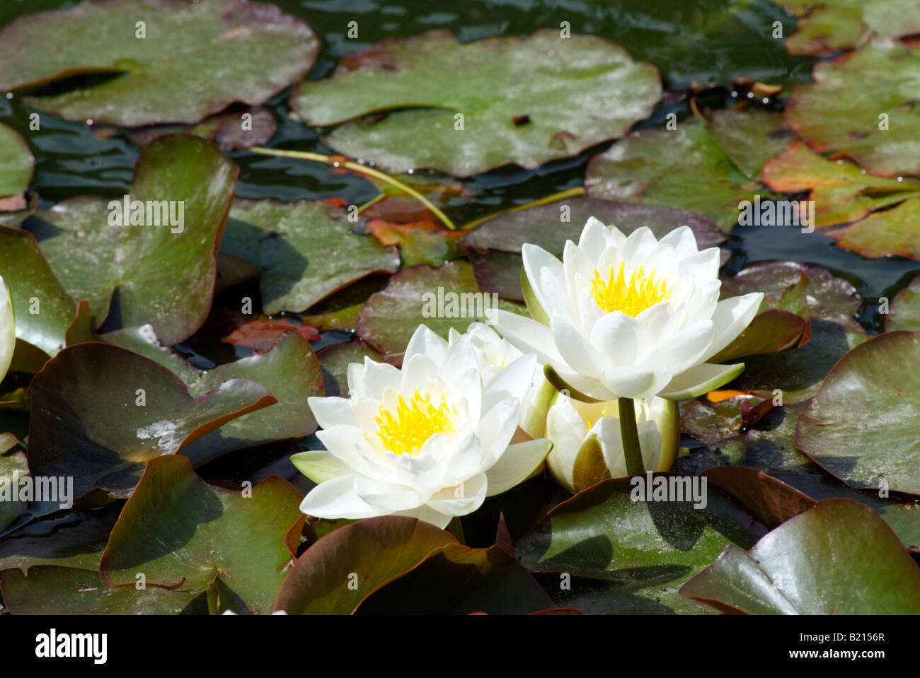 Acqua giglio fiorito in un paese di lingua inglese garden nymphaea Foto Stock