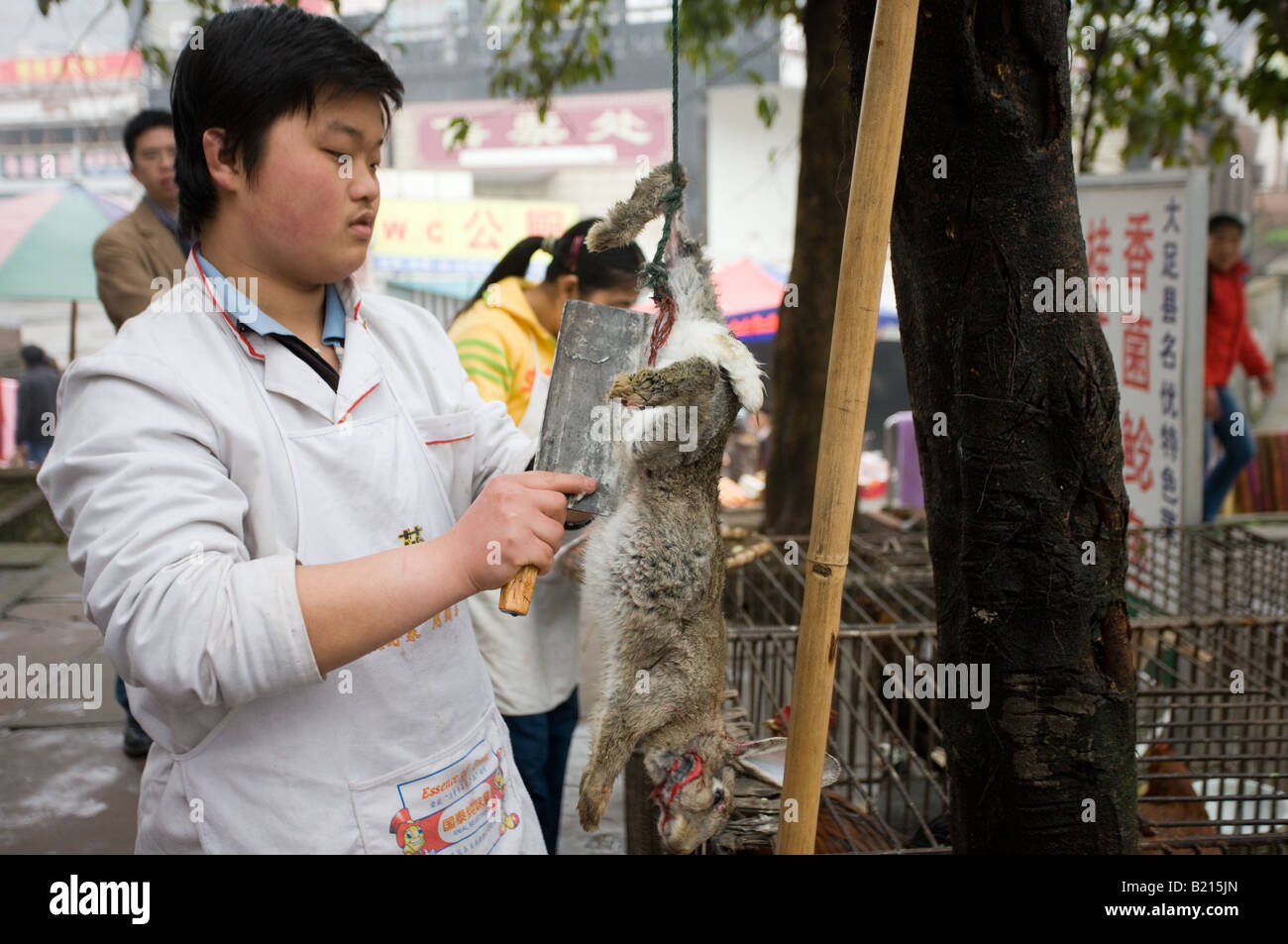 Lo chef cinese di pelli di Coniglio morto a cucinare per i clienti del ristorante a Bao Ding in Dazu County Chongqing Cina Foto Stock