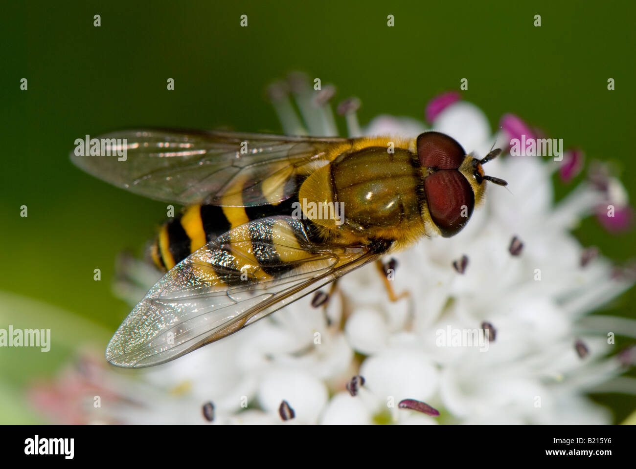 Close-up di un adulto tipico Hover-fly (Syrphus) alimentazione off nettare e polline Foto Stock