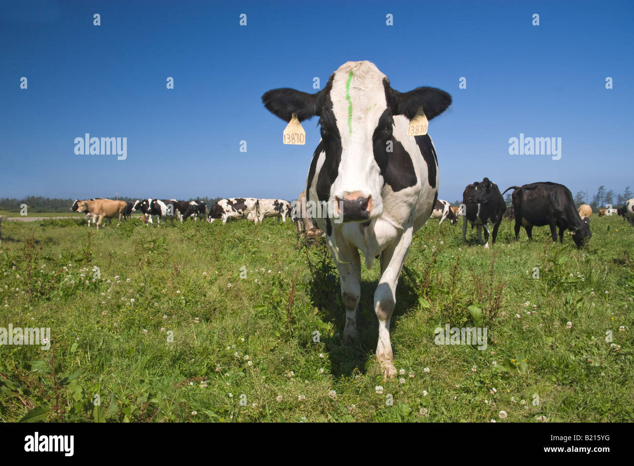 Holstein vacca da latte essendo curioso, organico 'Eco' dairy. Foto Stock