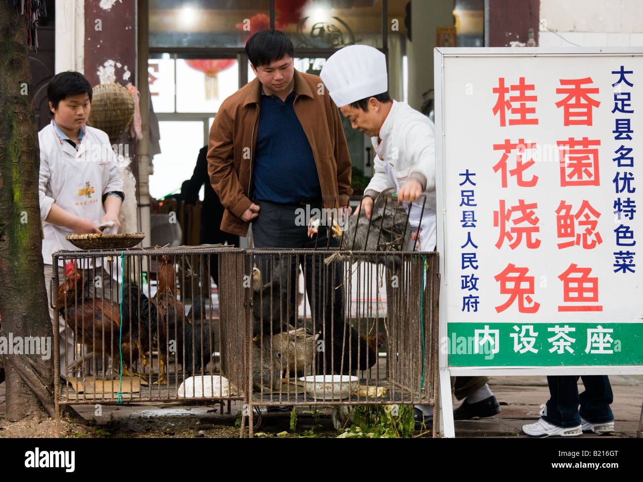 Chefs cinesi con il cliente la scelta di un pollo a cuocere in ristorante a Bao Ding vicino a Chongqing Cina Foto Stock