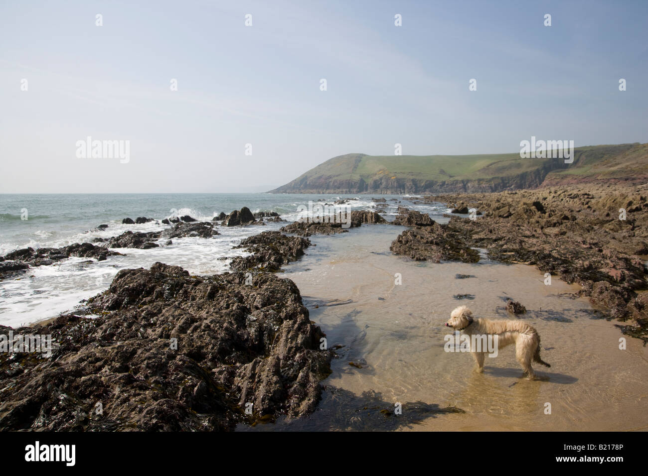 Un cane di remata, Manorbier Bay nel sole primaverile, Pembrokeshire, Wales, Regno Unito Foto Stock