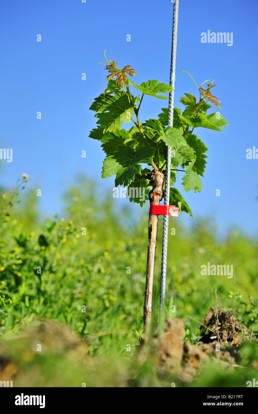 Giovane vite Foto Stock