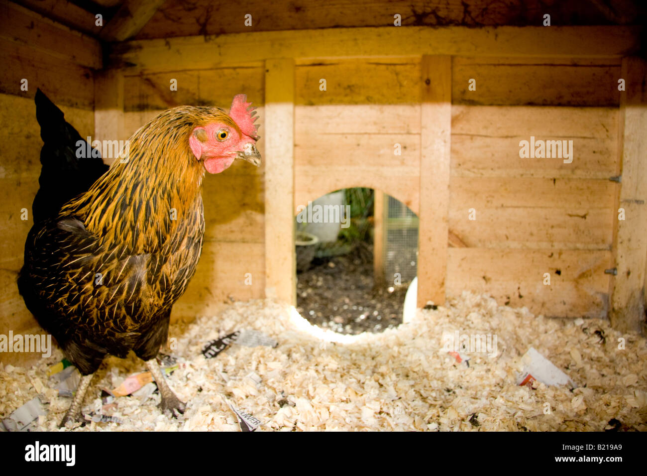 Un Black Rock hybrid pollo su rasature di legno di biancheria da letto all'interno di un tradizionale in legno casa di gallina nel Suffolk, Inghilterra Foto Stock