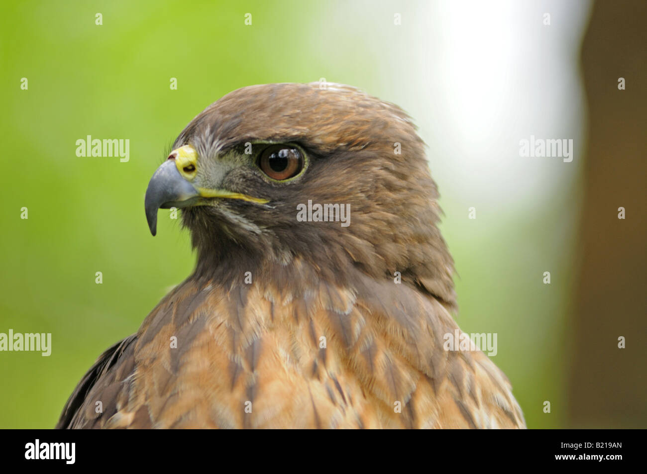 Red Tailed Hawk varia da Alaskain il nord a Panama nel Sud Foto Stock