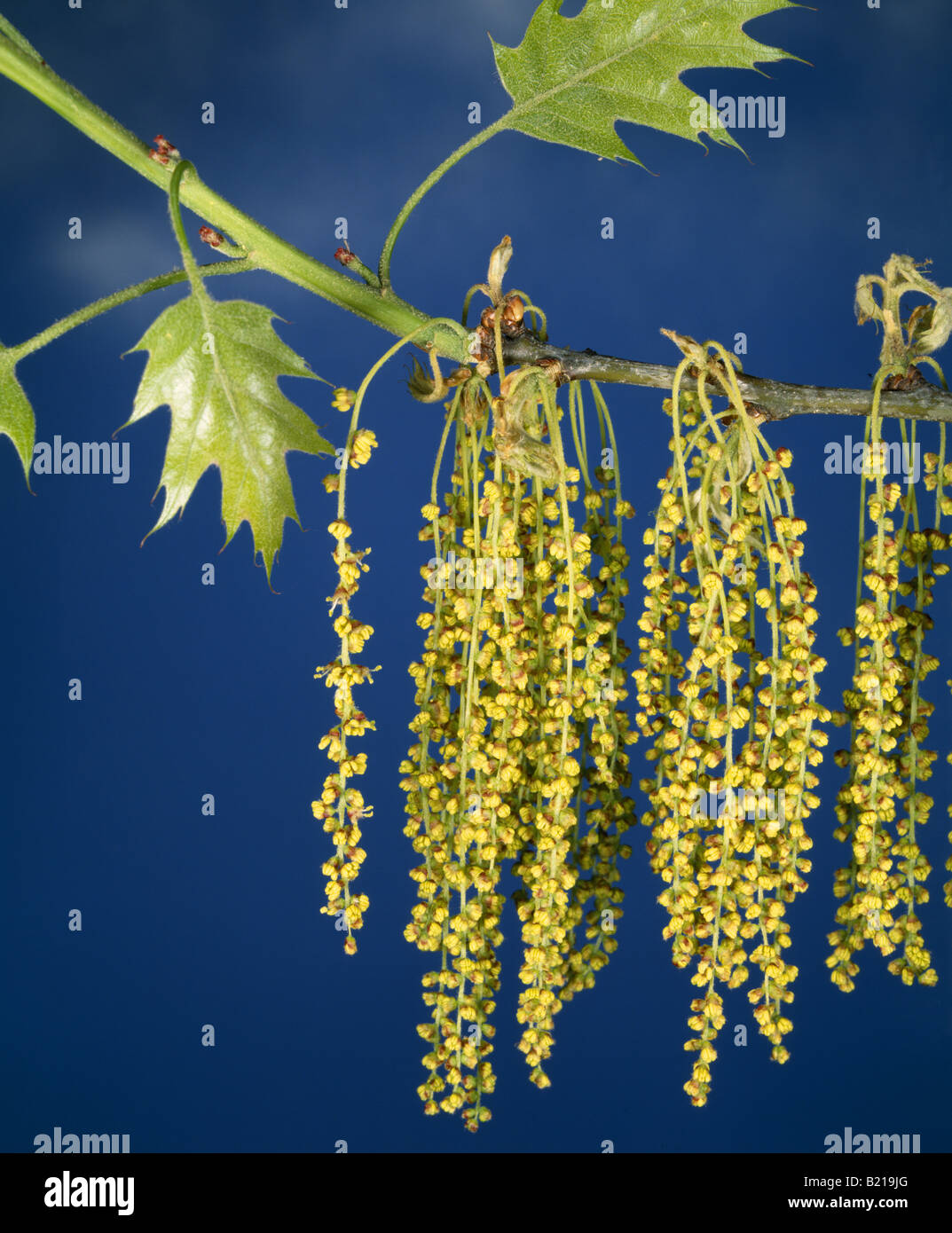 Il nord di quercia rossa (Quercus borealis) Foto Stock