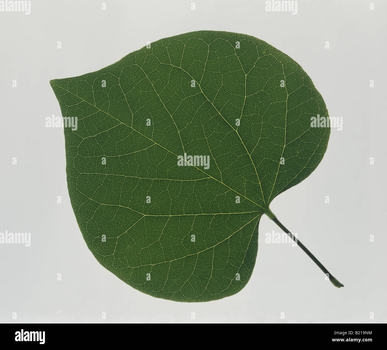 REDBUD (CERCIS CANADENSIS) PALMATE venatura Foto Stock