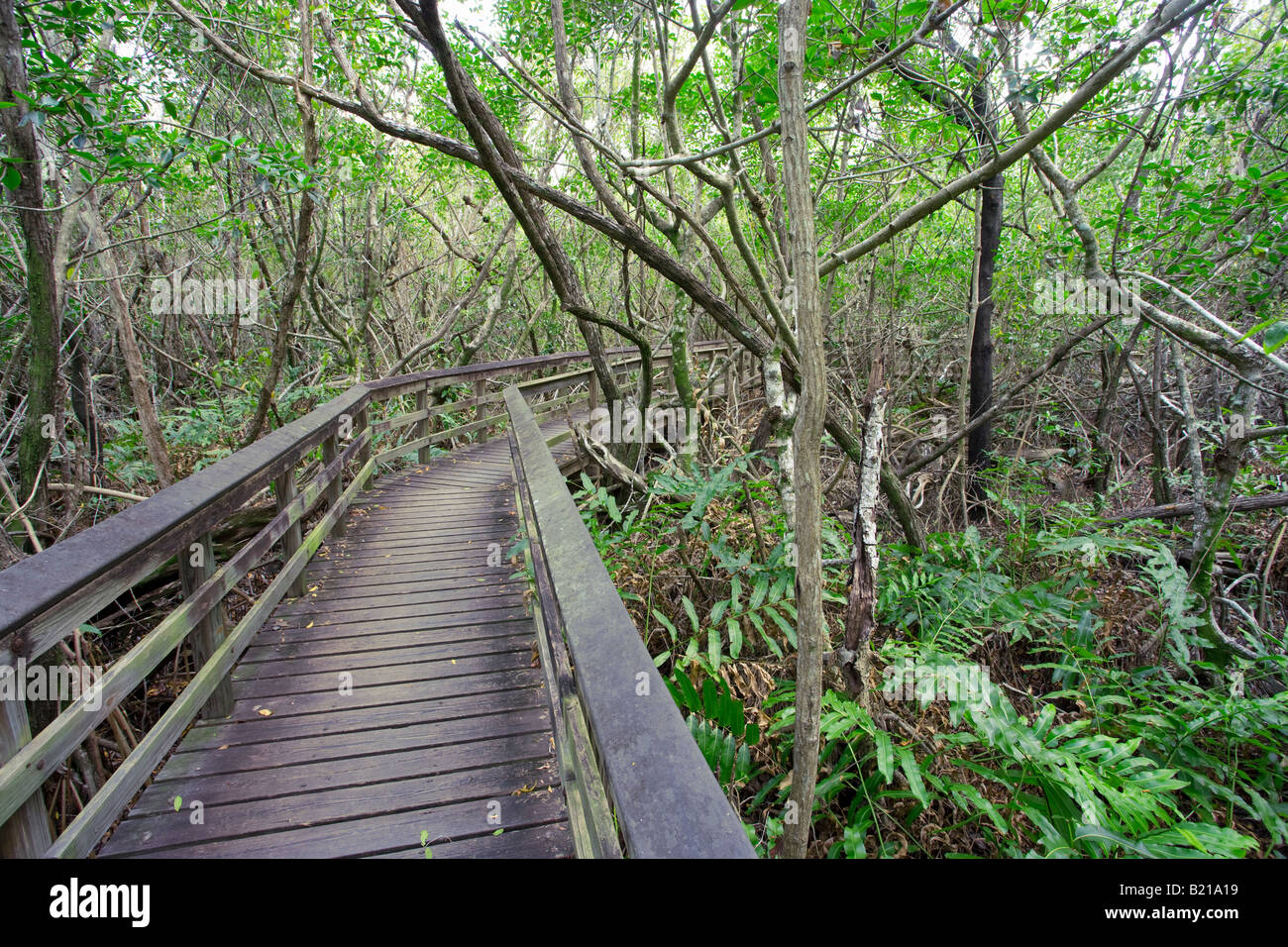 Passeggiata attraverso il parco nazionale delle Everglades foresta in Florida, Stati Uniti d'America Foto Stock