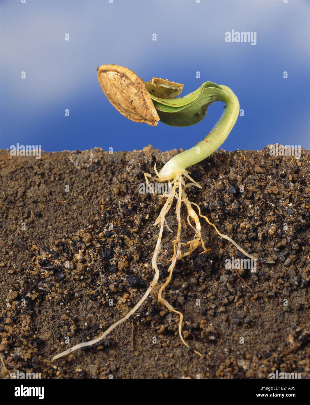 La zucca la germinazione del seme (CUCURBITA SP.) Foto Stock