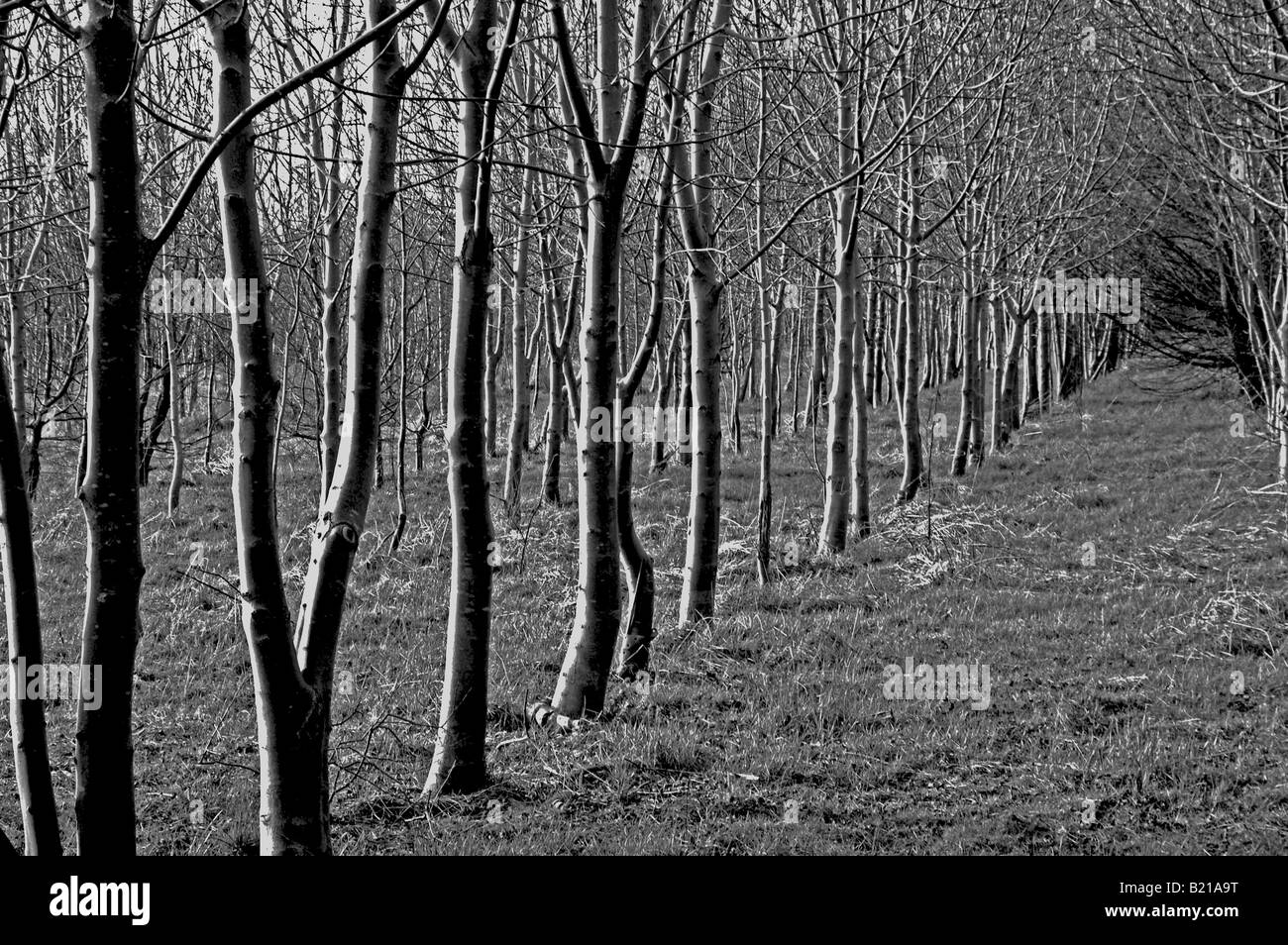 In bianco e nero di alberi ad alto contrasto Foto Stock