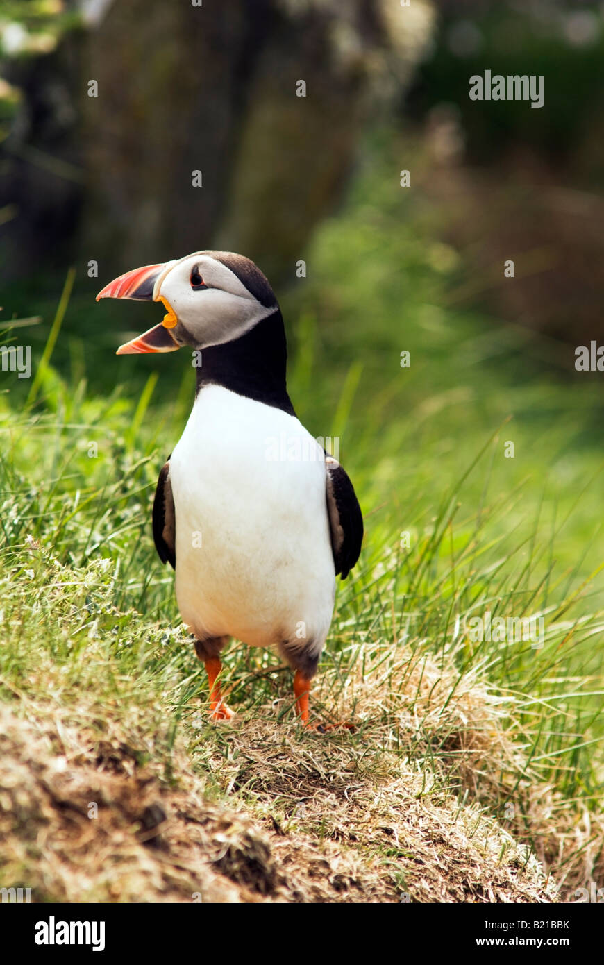 Atlantic puffin in piedi sul prato con la testa a sinistra e a becco aperto Foto Stock