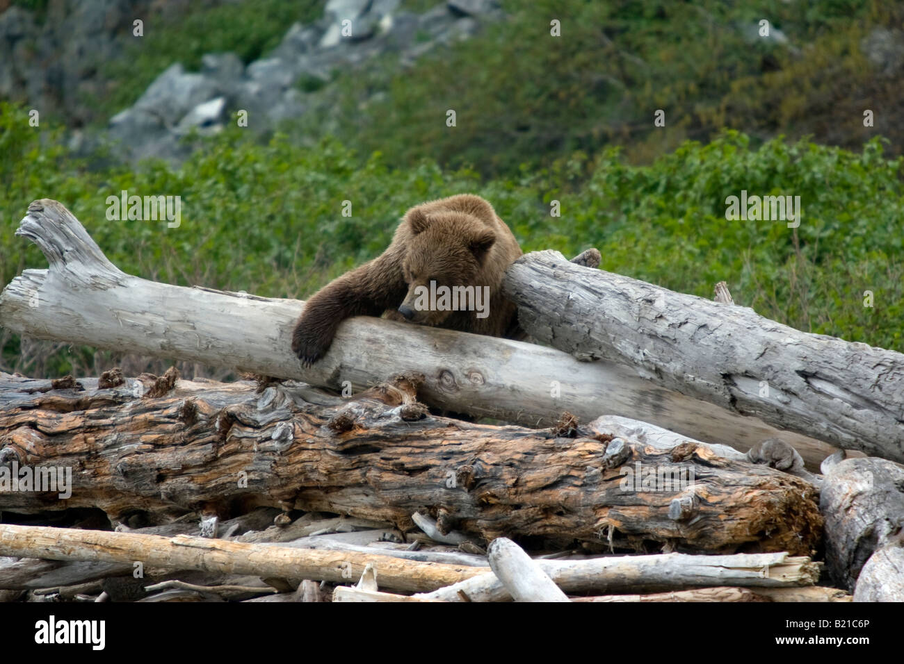 Coastal orso bruno in equilibrio su driftwood sulla spiaggia di Katmai National Park & Preserve, Alaska, Stati Uniti, STATI UNITI D'AMERICA Foto Stock