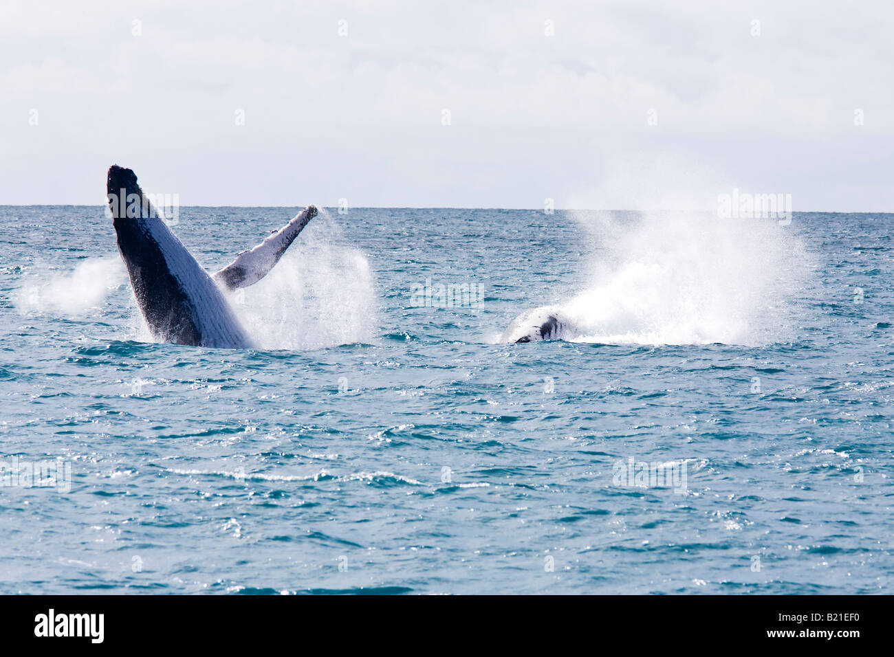 Humpback balene jubarte delle isole abrolhos in stato di Bahia Brasile Foto Stock