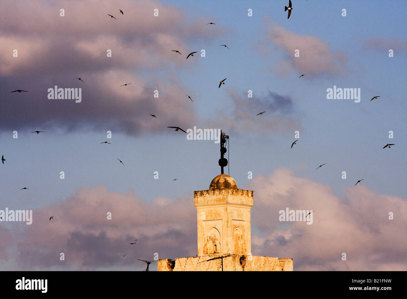 La Fes rondini sono ' appollaiati in luogo Boujeloud Foto Stock