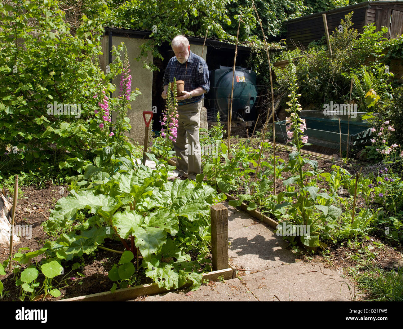 Giardiniere in vegetale e trama di fiori in primavera può UK per sequenza crescente vedere ARWV Foto Stock