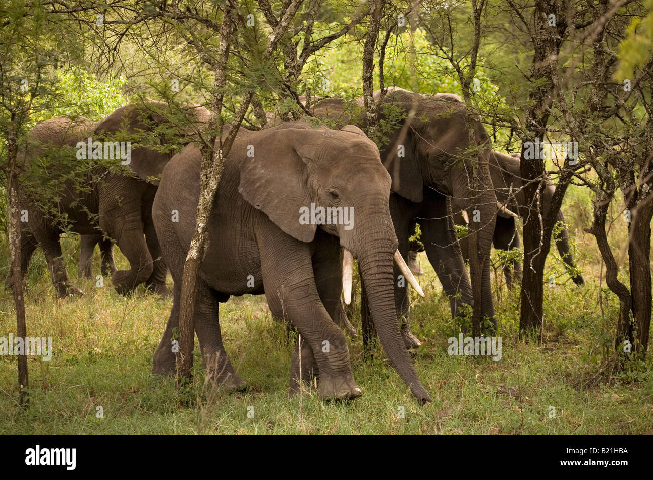 Una mandria di elefanti passando attraverso boschi nel Serengeti Seronera area Tanzania Foto Stock