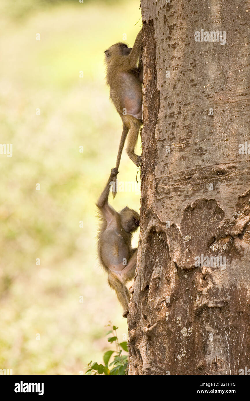 I giovani di oliva i babbuini Anubis papio anubis giocando in Lake Manyara National Park in Tanzania Foto Stock