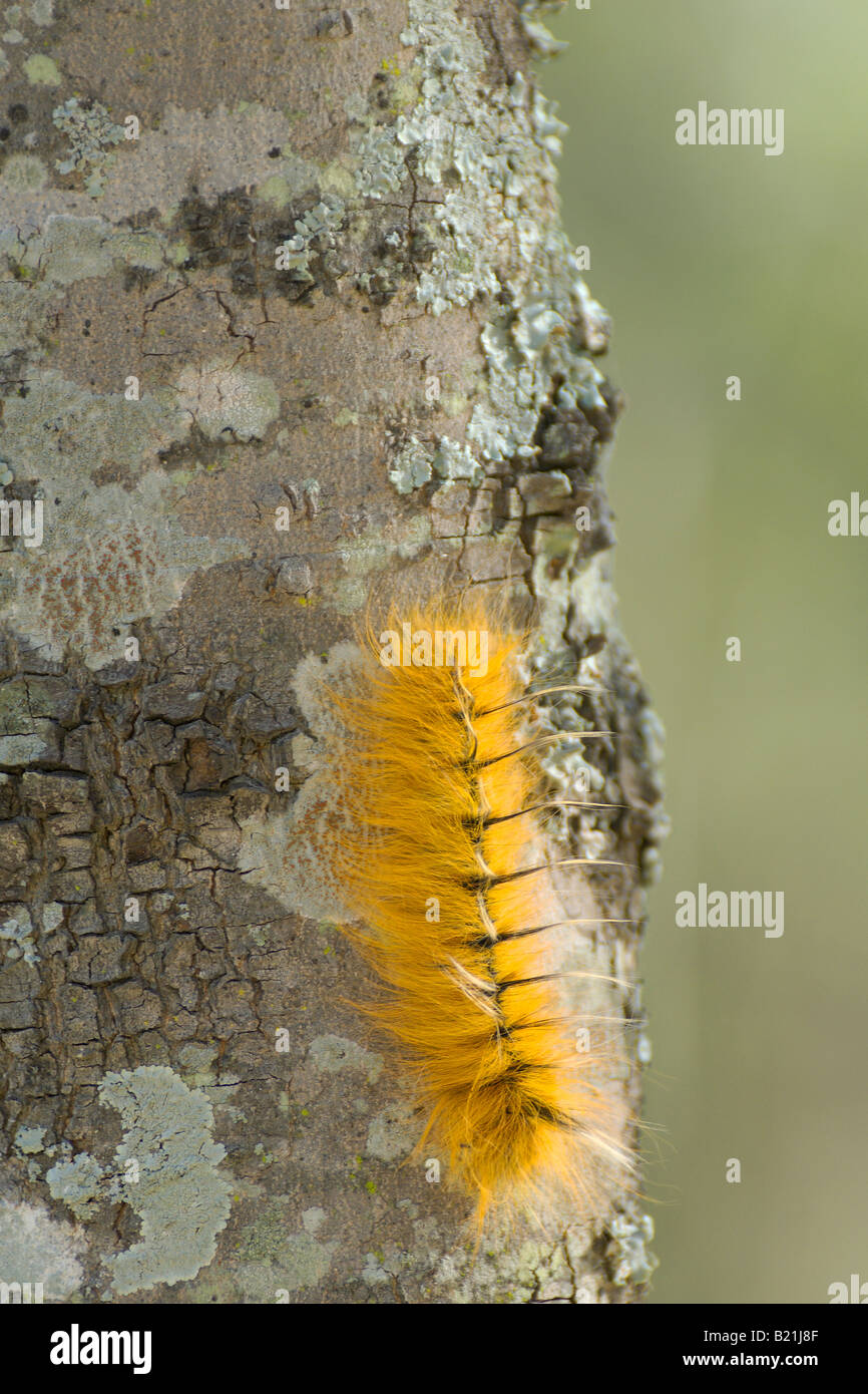 Robusta Pachymeta Msasa Moth caterpillar bruchi moth butterfly giallo arancione bella hairy larva larve cluster su Msasa Foto Stock