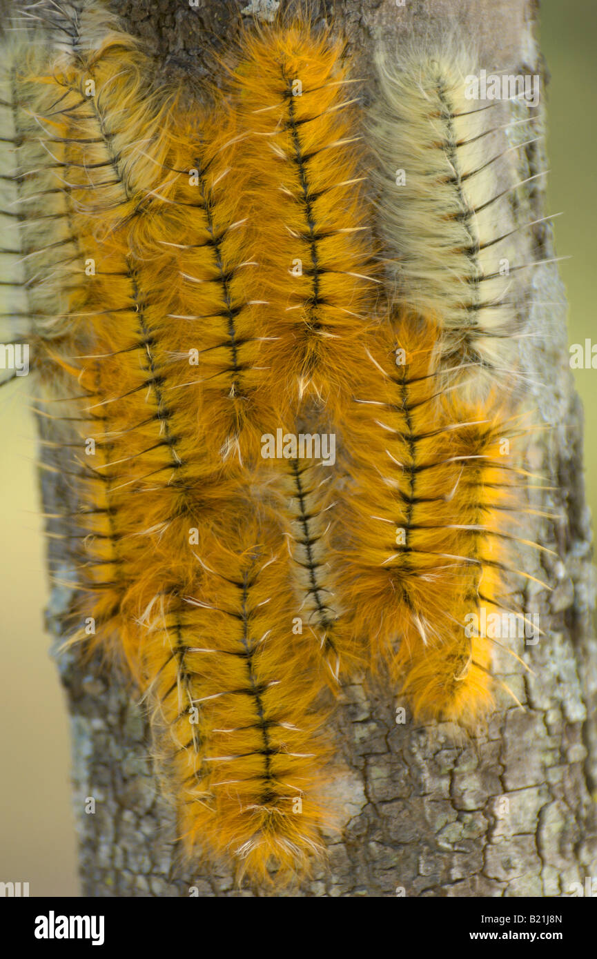 Robusta Pachymeta Msasa Moth caterpillar bruchi moth butterfly giallo arancione bella hairy larva larve cluster su Msasa Foto Stock