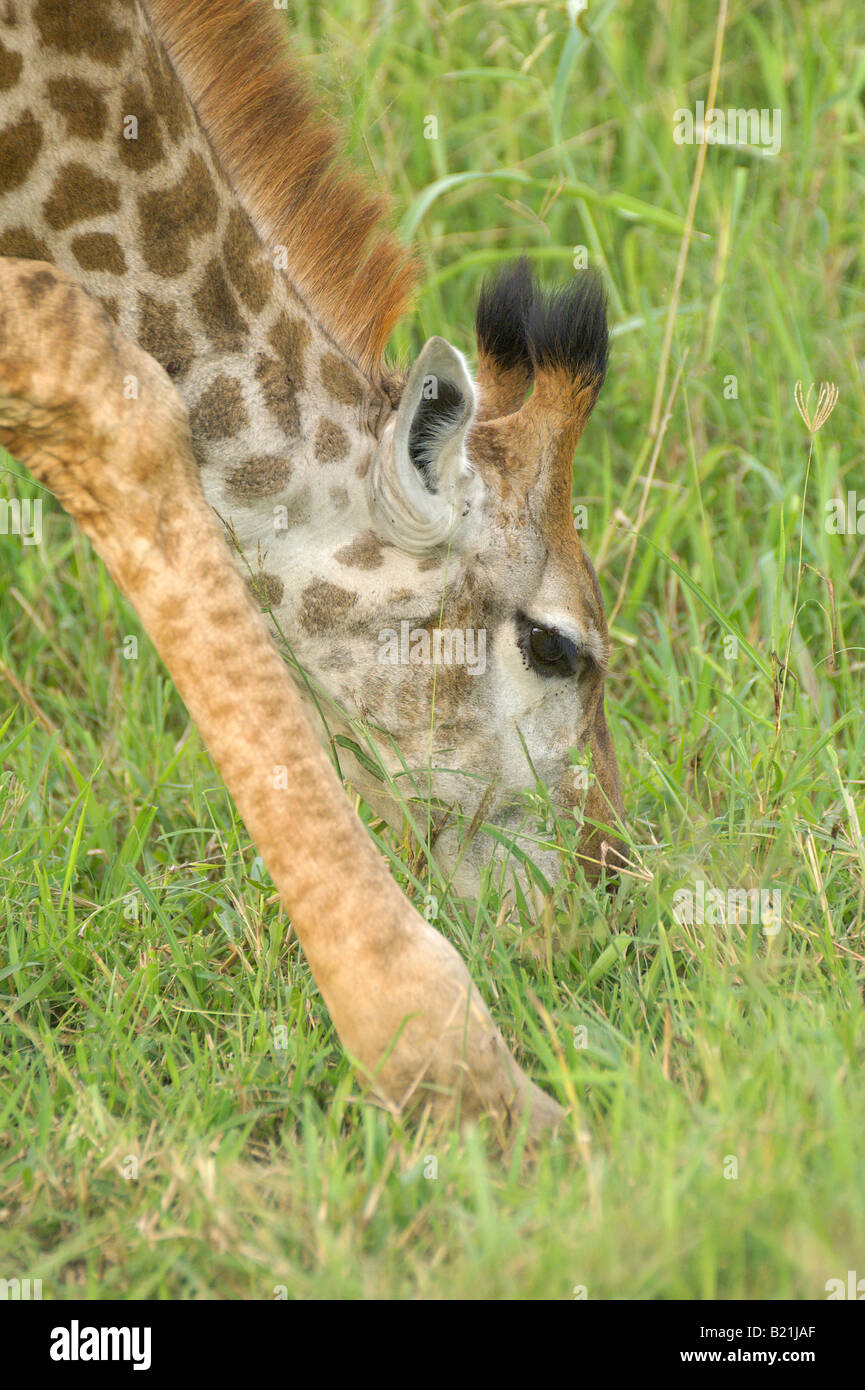 Giraffa Giraffa cameleopardalis più alto di mammiferi africani collo largo collo lungo gran cuore grandi occhi e testa il browser accede su t Foto Stock