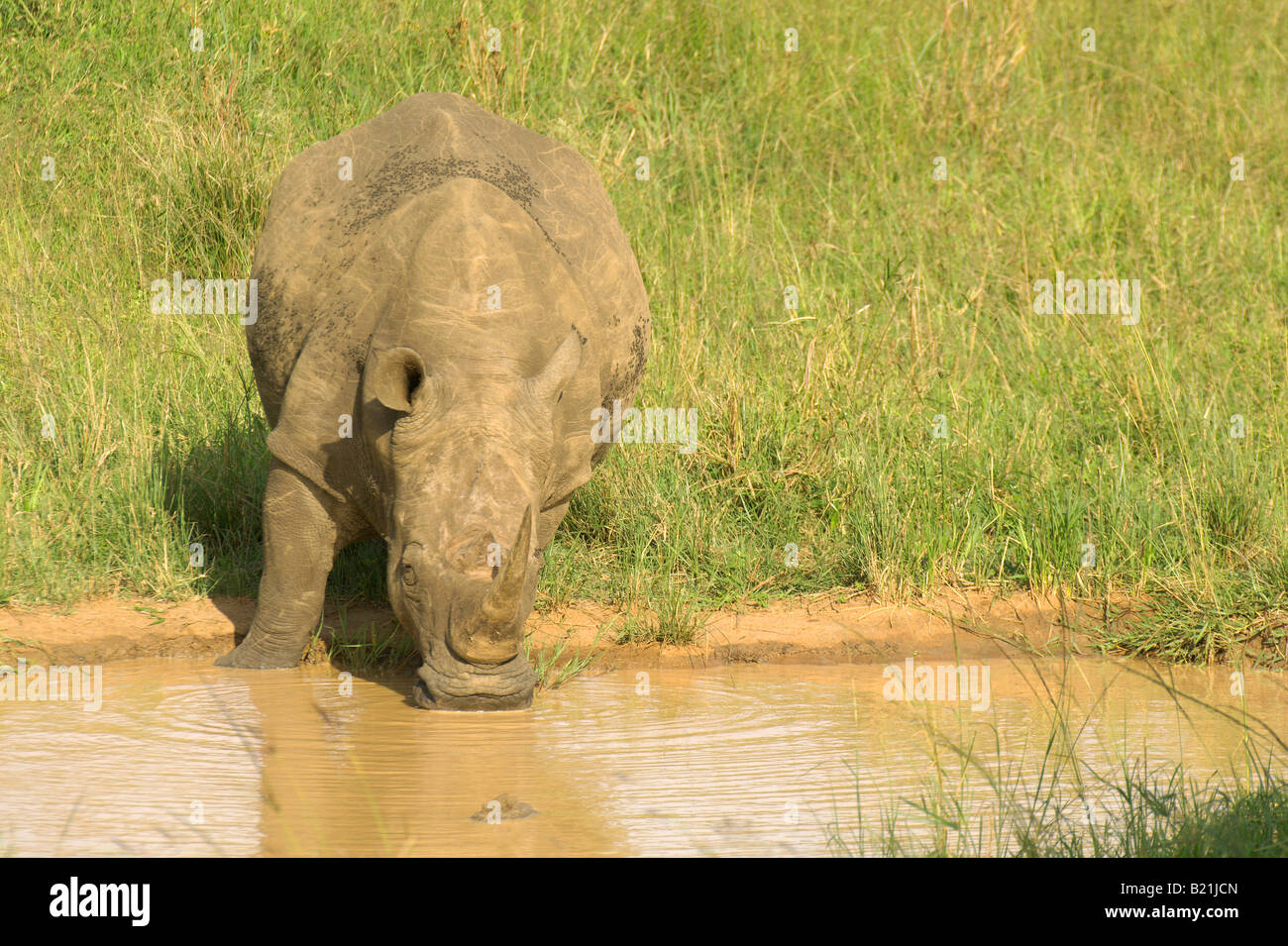 Rinoceronte bianco Ceratotherium simum secondo più grande mammifero terrestre africana impianto di mammifero erbivoro mangiare grazer piazza grande a labbro Foto Stock