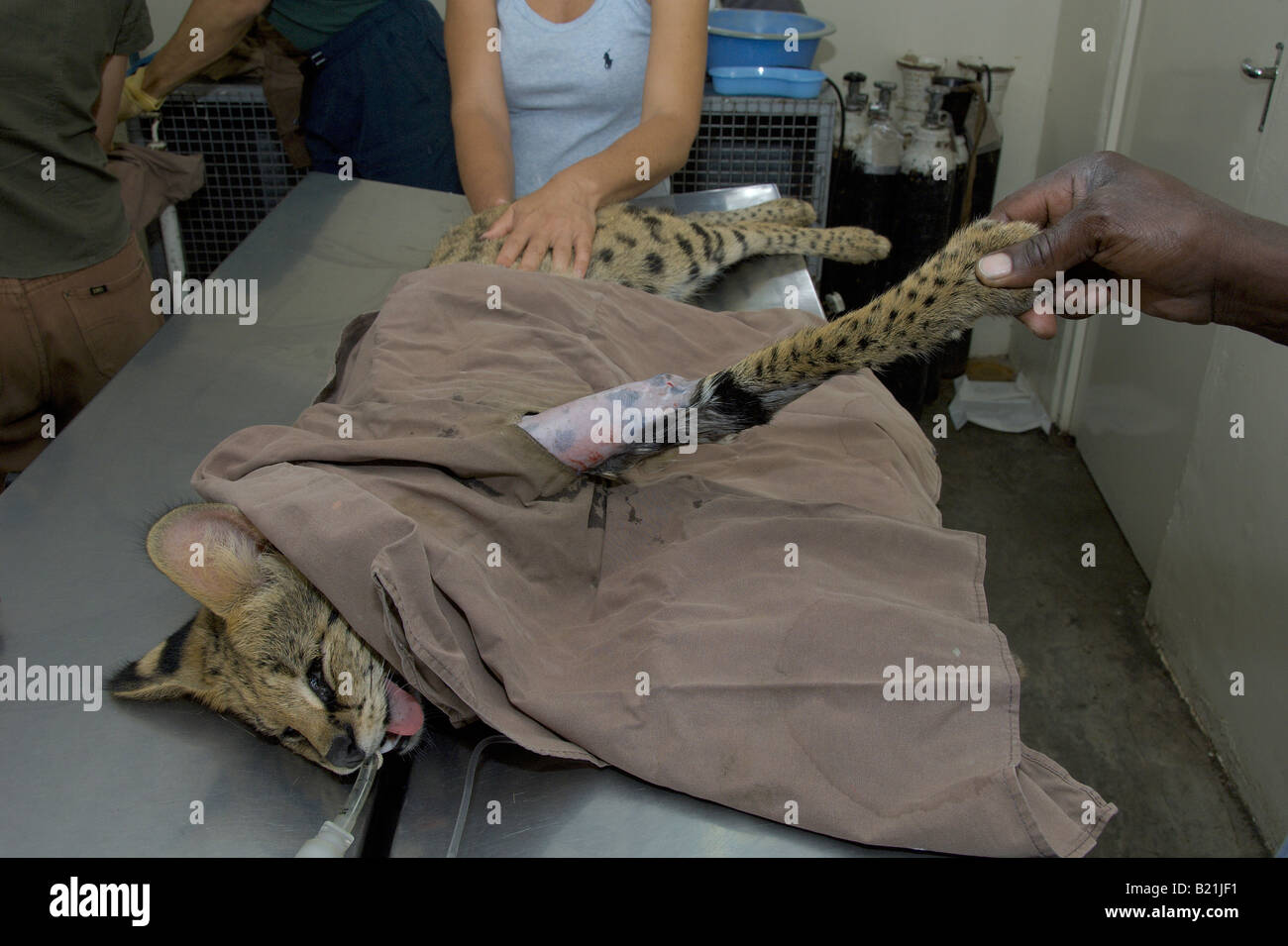 I veterinari dello Zimbabwe operano su un africano Serval Cat Leptailurus serval cui gamba era stata infranta dal passaggio di un veicolo ad Harare. Foto Stock