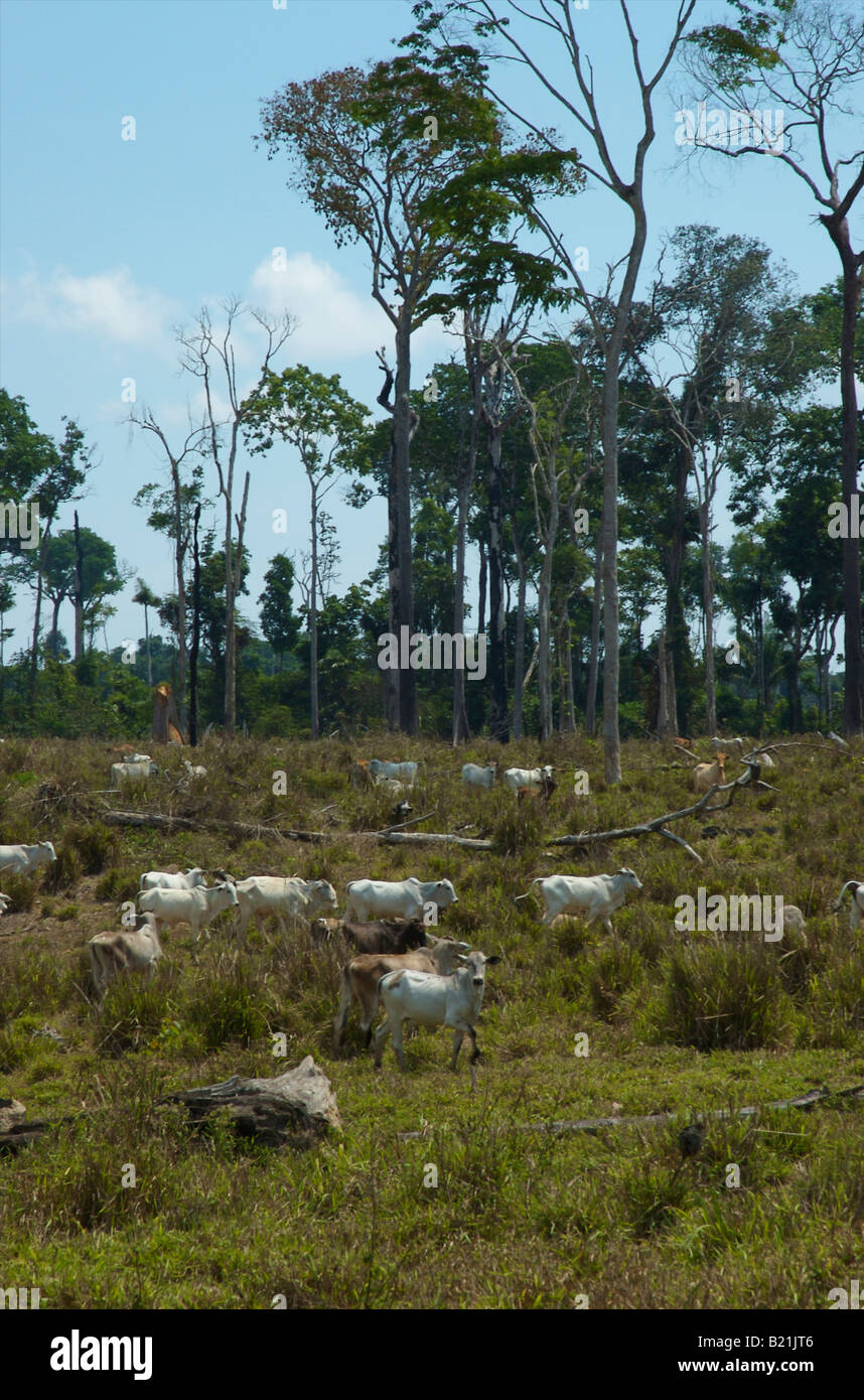 Bovini di allevamento sulla frontiera di Amazon Foto Stock
